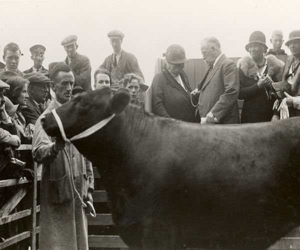 This photograph is from an album commemorating Anne, Helen, and Polly's visit to a cattle auction in the town of the Royal Burgh of Dingwall, Scotland, August 1933. A handsome, large bull, shown in profile in the foreground of the picture, is in a wooden pen. A crowd stands behind the pen. Anne can be seen at the center right, looking at a gentleman's pocket watch. Helen stands behind the man and Polly stands to Helen's left. Both women wear fox furs, and all three women wear bell-shaped hats.