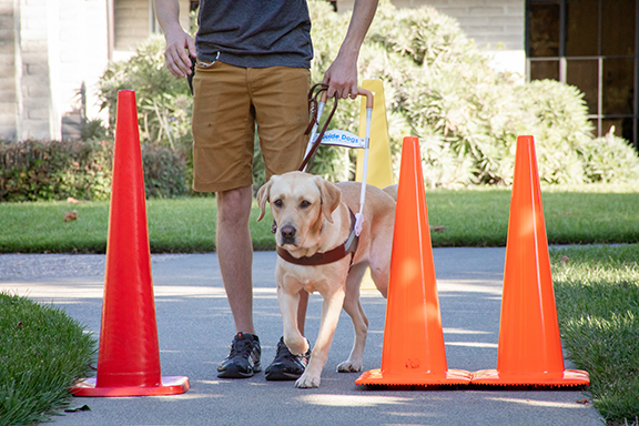 A person navigates through a series of orange traffic cones with a yellow Lab guide dog.