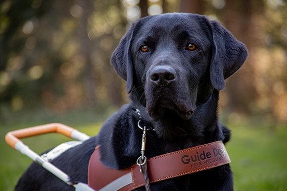 Portrait of a black Lab guide dog seated on a lawn.