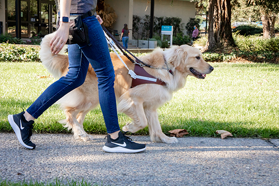 A person walks on a sidewalk with a Golden Retriever guide dog.