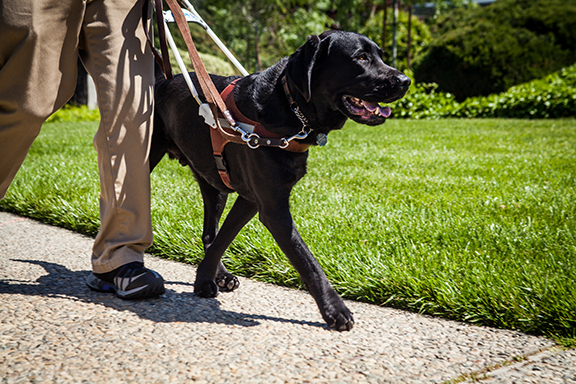 A person walks on a sidewalk with a black Lab guide dog.