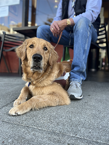 A person sits at an outdoor cafe table with a Golden Retriever guide dog at their feet. 