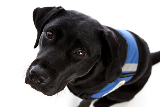 Black lab wearing a blue working vest.