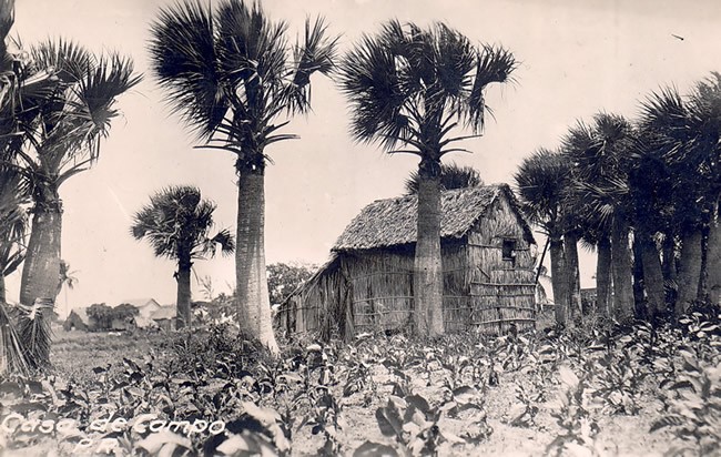 This photograph was taken in the Puerto Rican countryside. It shows a straw hut with thatched roof surrounded by palm trees and a cultivated plot of land, circa 1915-1920s. Image courtesy of the Centro de Estudios Puertorriquenos.