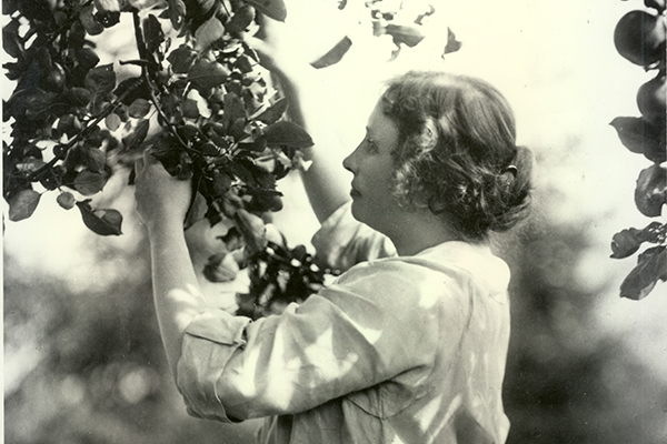 Helen Keller as a young woman, touching the branch of a flowering tree