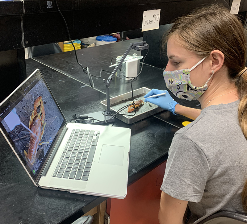 A young White woman wearing a mask studies a crustacean through a video magnifier in a lab.