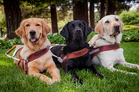 Three guide dogs sit side by side on green grass: a Golden Retriever, black Lab, and yellow Lab.