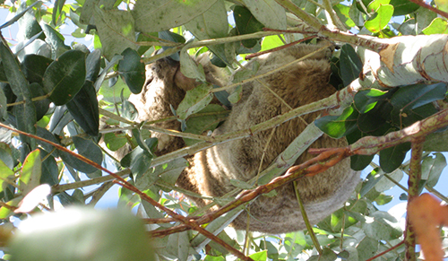 koala hanging from the branches of a eucalyptus tree